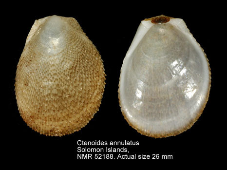 Ctenoides annulata.jpg - Ctenoides annulatus(Lamarck,1819)